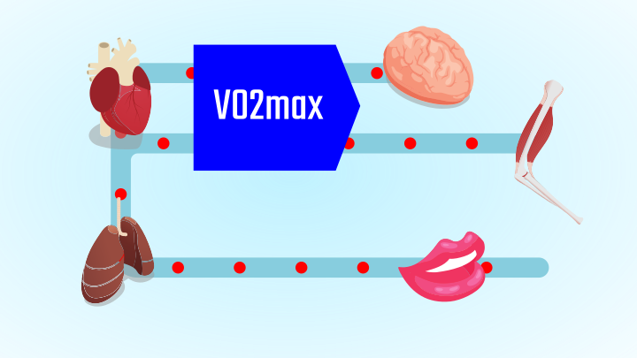 VO2max misst die Fähigkeit, Ihre Muskeln mit Sauerstoff zu versorgen